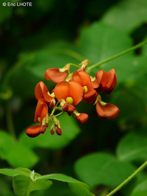 - Kennedia macrophylla - 