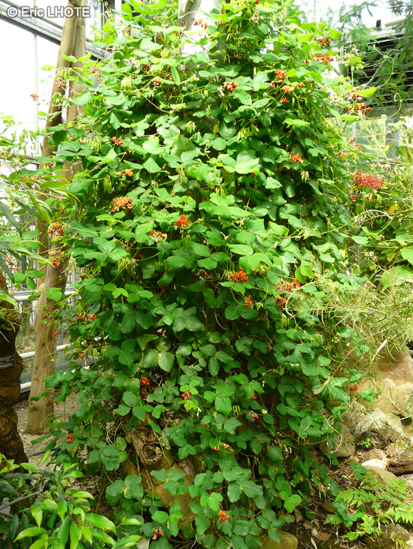 Fabaceae - Kennedia macrophylla - Kennedia à grandes feuilles