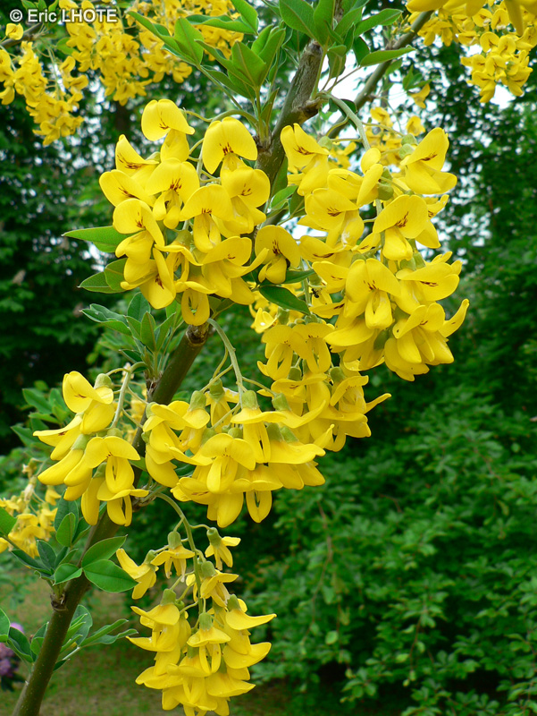  - Laburnum anagyroides - 