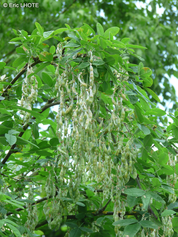  - Laburnum x watereri - 