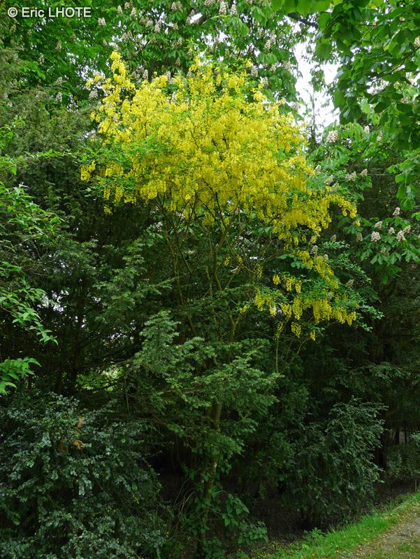  - Laburnum x watereri - 