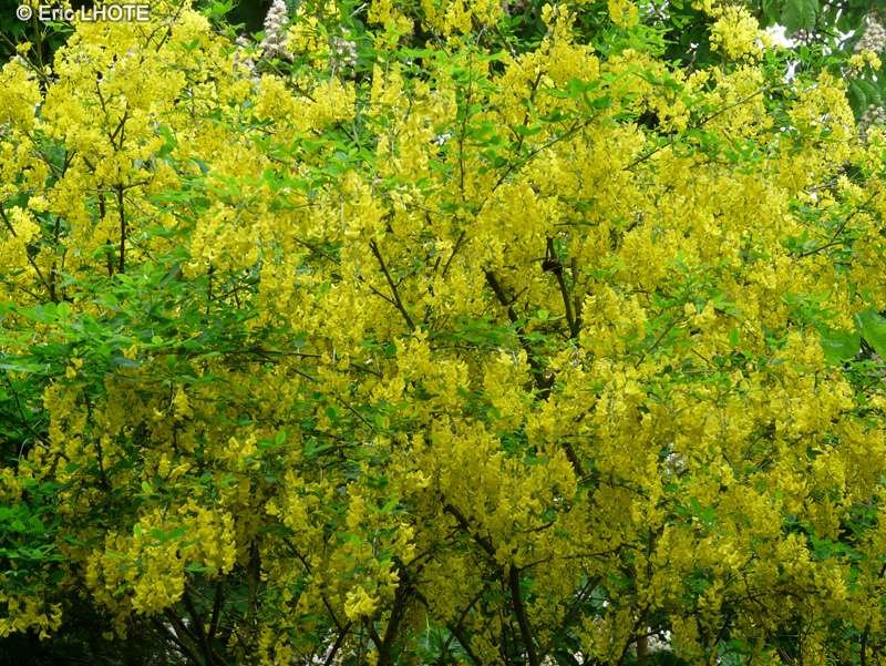 Fabaceae - Laburnum x watereri - Cytise watereri