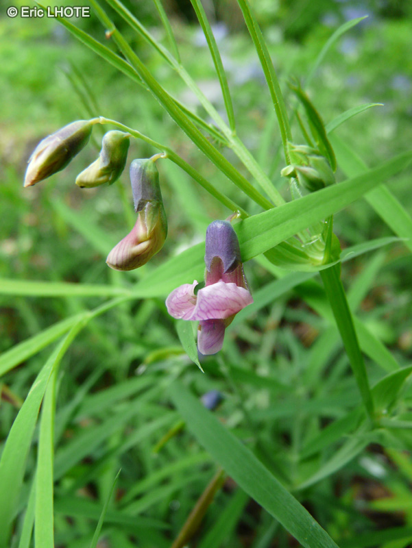  - Lathyrus linifolius - 