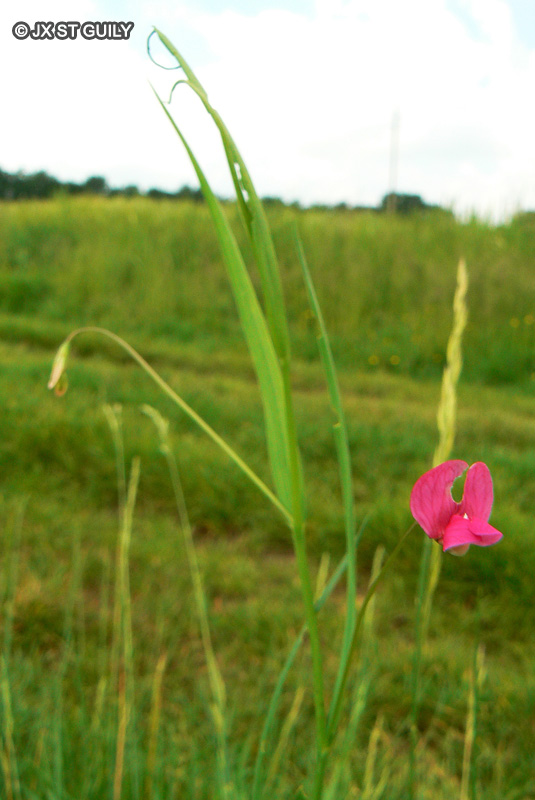 Fabaceae - Lathyrus nissolia - Gesse de Nissole, Gesse sans vrilles