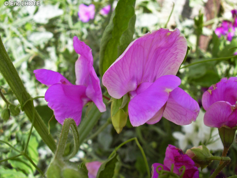  - Lathyrus odoratus - 