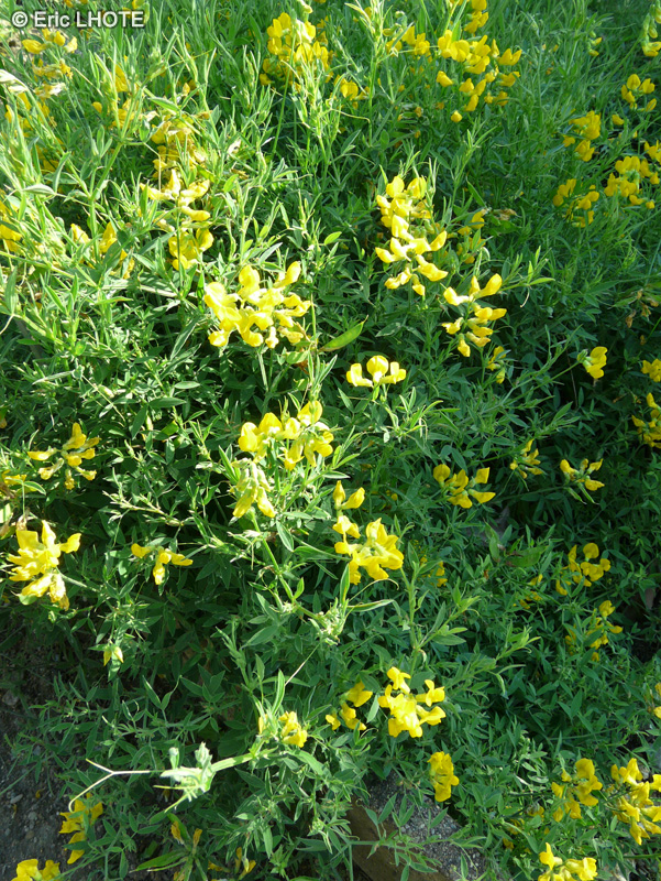  - Lathyrus pratensis - 