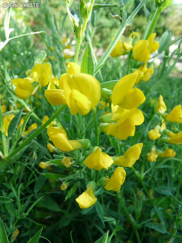  - Lathyrus pratensis - 