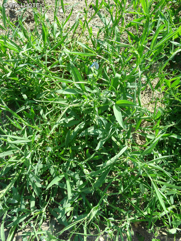  - Lathyrus sativus - 
