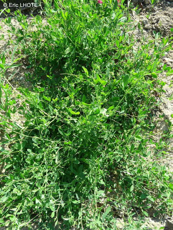  - Lathyrus tuberosus - 