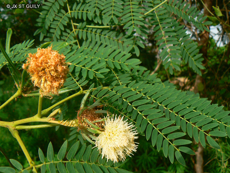  - Leucanea leucocephala - 
