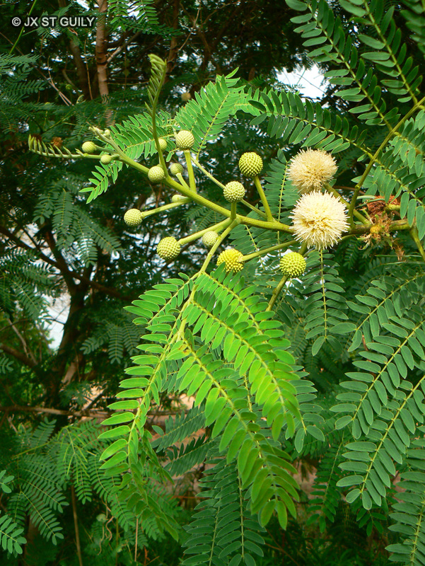 Fabaceae - Leucanea leucocephala - Bois bourro, Makata bourse, Tamarin b&acirc;tard