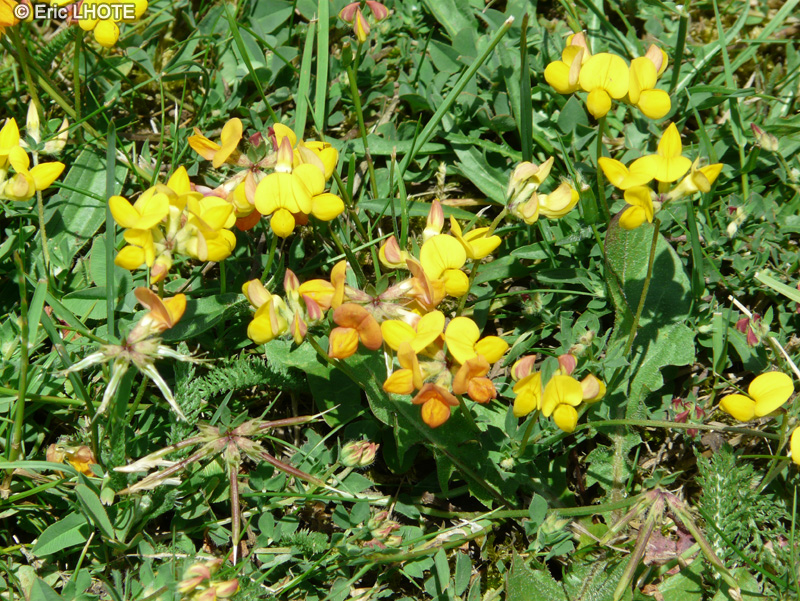  - Lotus corniculatus - 