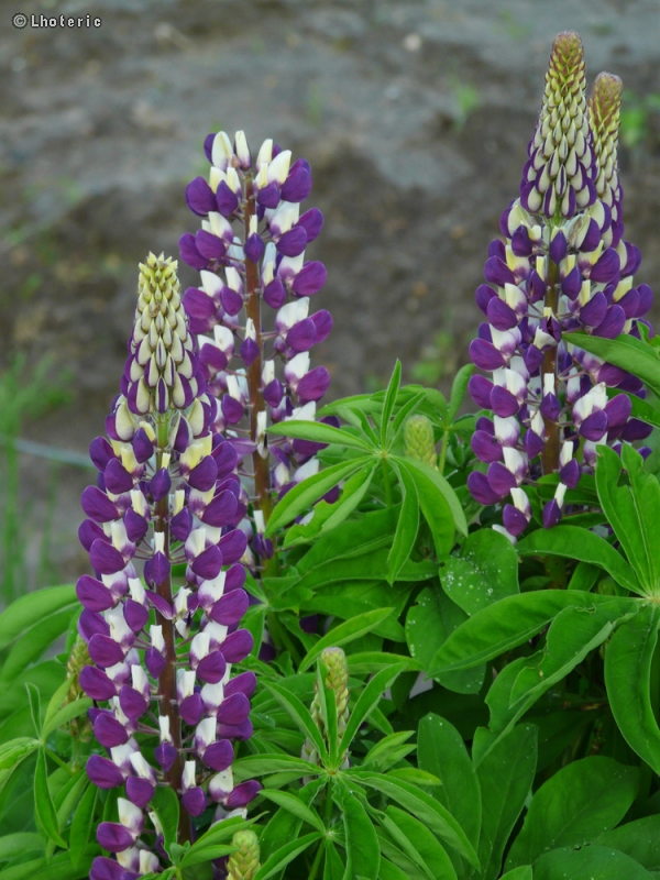 Fabaceae - Lupinus regalis Thomas Church - Lupin
