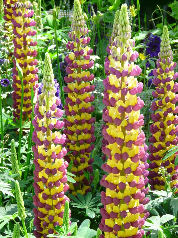 Fabaceae - Lupinus x regalis - Lupin