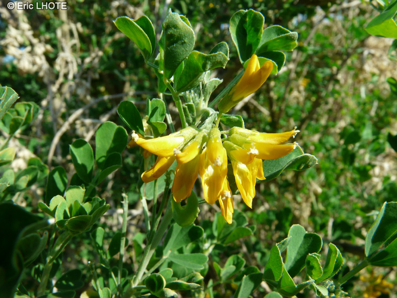  - Medicago arborea - 