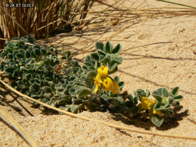  - Medicago marina - 