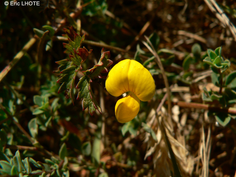  - Medicago marina - 