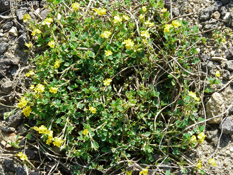  - Medicago suffruticosa - 