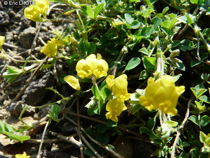 Fabaceae - Medicago suffruticosa - Luzerne sous-ligneuse