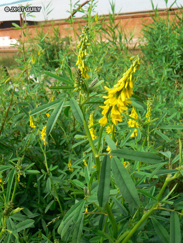 Fabaceae - Melilotus officinalis, Melilotus arvensis - Mélilot officinal, Mélilot des champs, Petit trèfle jaune, Luzerne royale, Pratelle, Herbe aux mouches