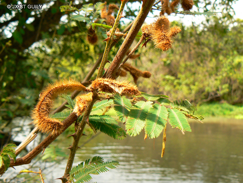Fabaceae - Mimosa pigra, Mimosa pellita - Bashful plant, Catclaw, Catclaw Mimosa, Chi yop