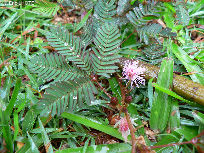  - Mimosa pudica - 