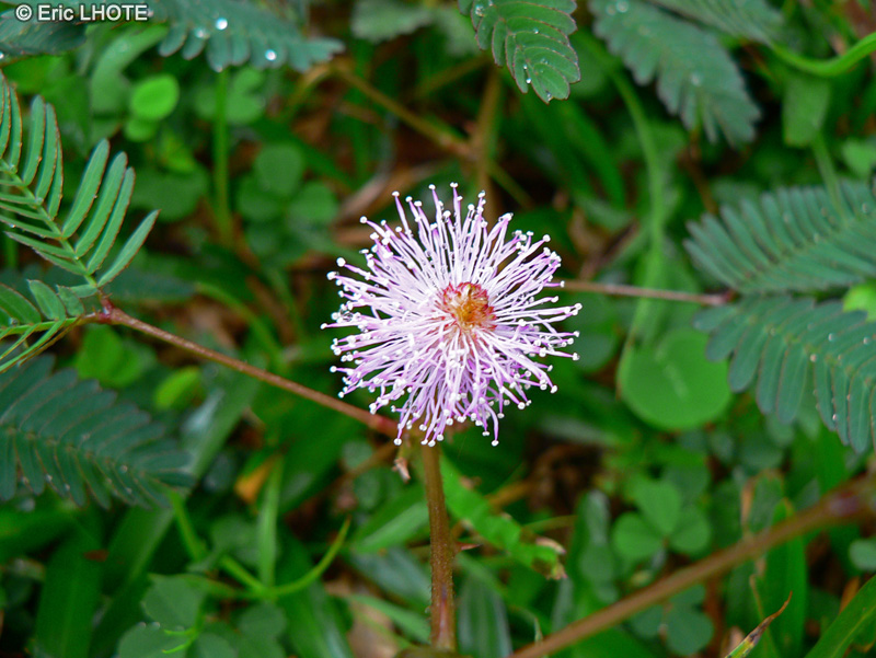  - Mimosa pudica - 
