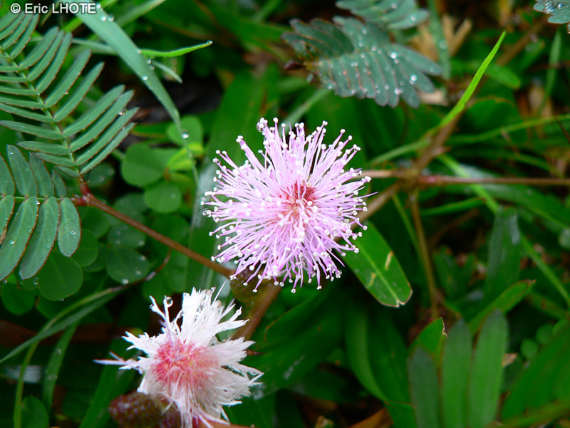  - Mimosa pudica - 
