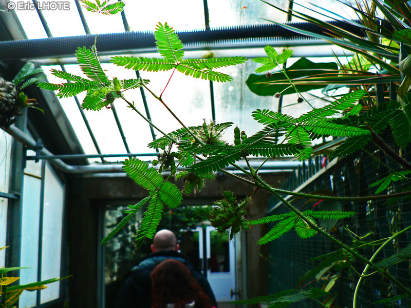 Fabaceae - Mimosa pudica - Mimosa pudique, Sensitive
