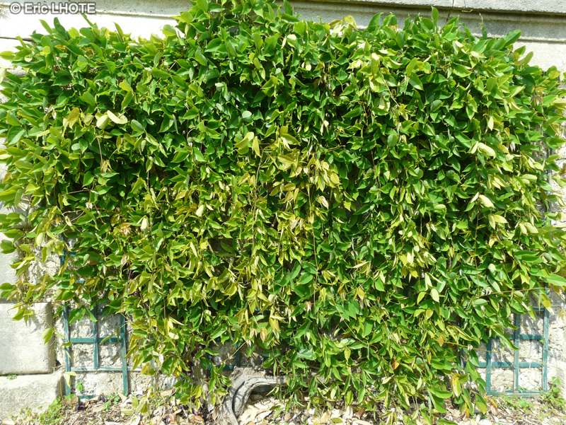  - Mucuna sempervirens - 