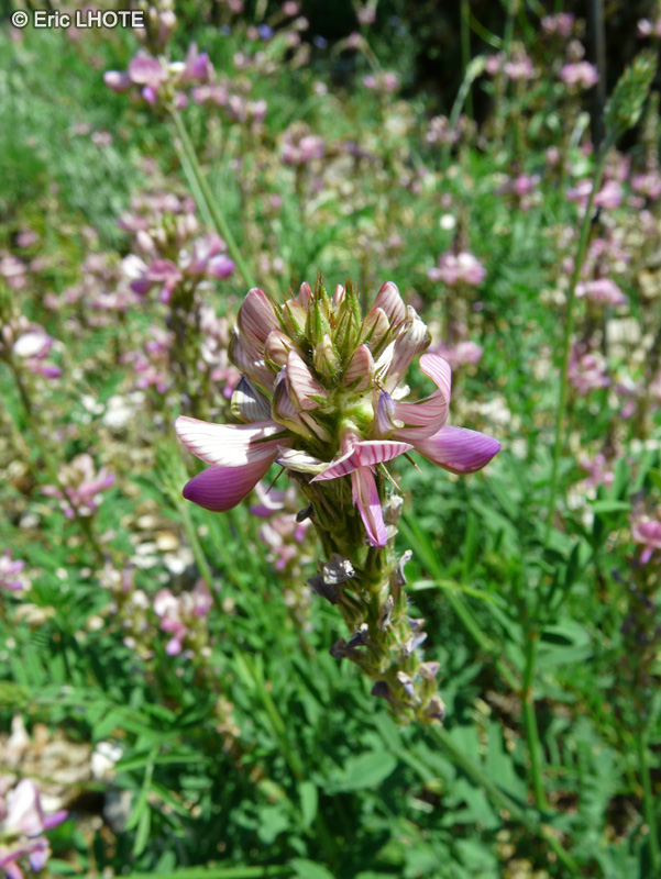  - Onobrychis arenaria - 