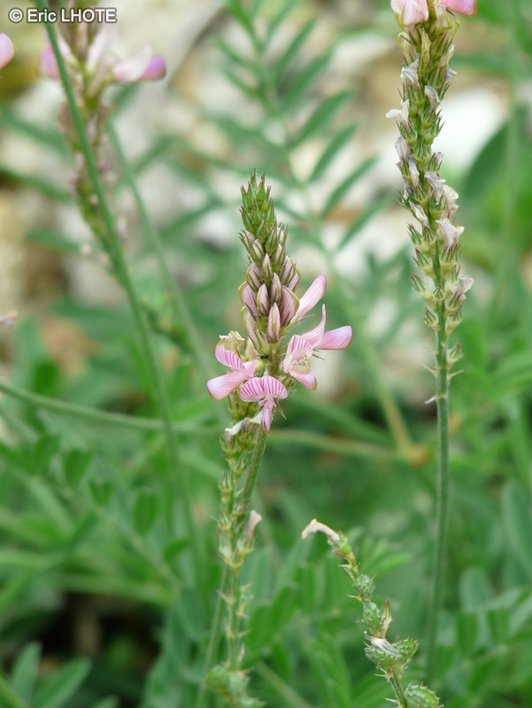  - Onobrychis arenaria subsp. arenaria - 