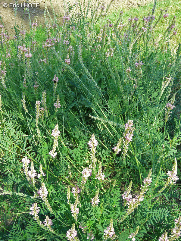 Fabaceae - Onobrychis viciifolia - Sainfoin commun, Sainfoin cultivé, Esparcette cultivée, Esparcette à feuilles de vesce