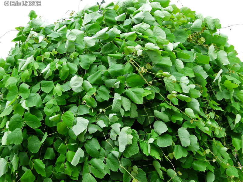  - Pueraria montana var. lobata - 