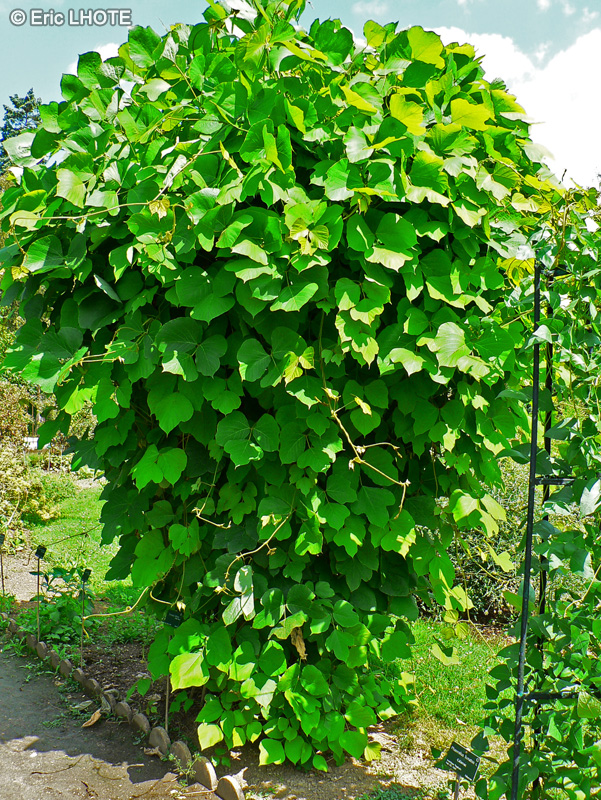Fabaceae - Pueraria montana var. lobata - Ge Gen, Pu&eacute;raire, Kudzu, Vigne Kudzu