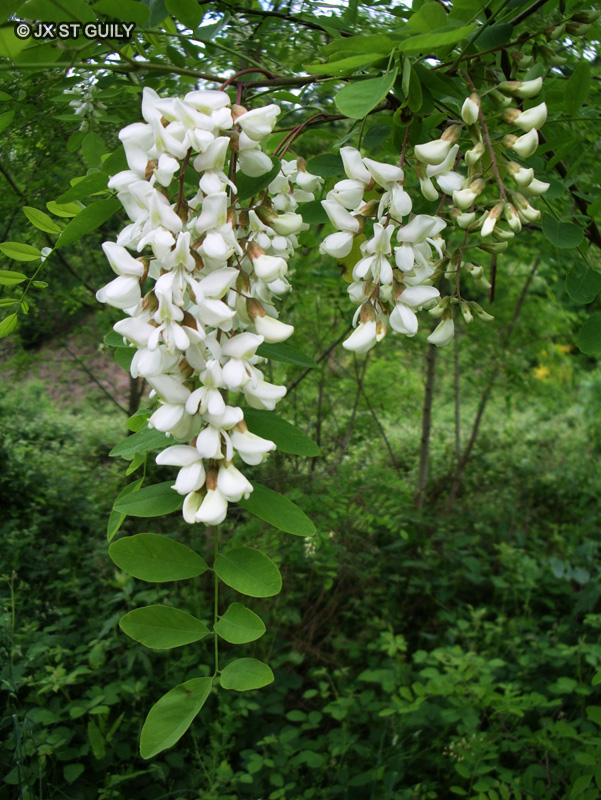  - Robinia pseudoacacia - 