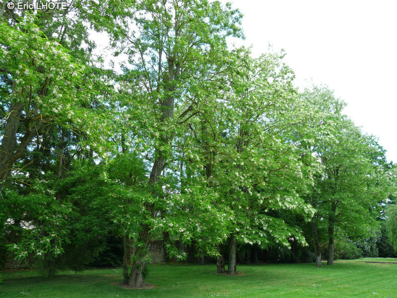  - Robinia pseudoacacia - 
