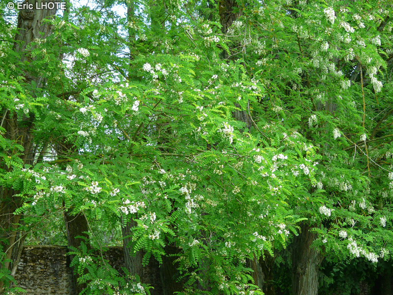  - Robinia pseudoacacia - 