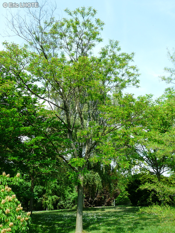Fabaceae - Robinia viscosa - Robinier visqueux