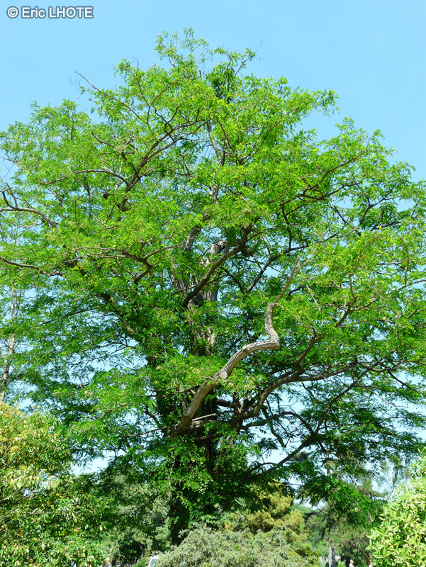 Fabaceae - Robinia x ambigua Decaisneana - Robinier