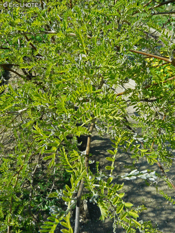  - Sophora davidii - 