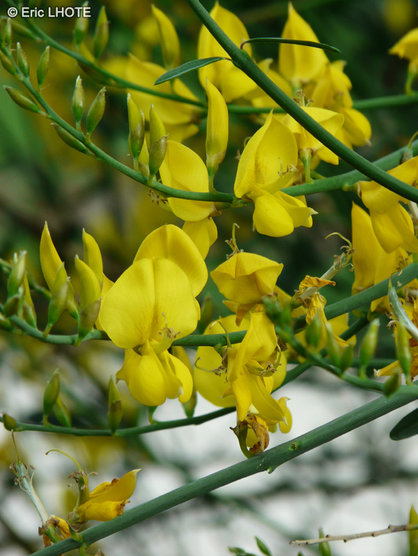 Fabaceae - Spartium junceum - Gen&ecirc;t d&rsquo;Espagne, Gen&ecirc;t jonciforme