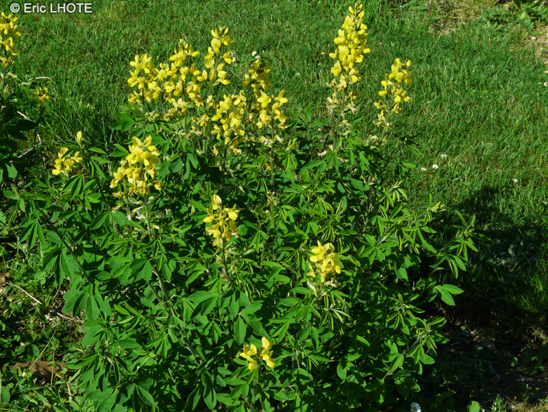  - Thermopsis montana - 