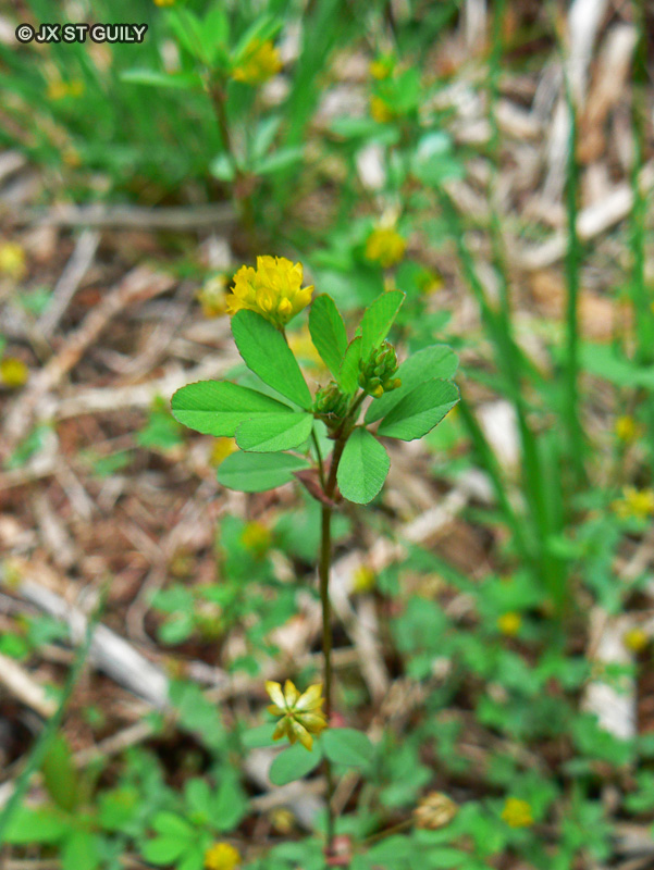 Fabaceae - Trifolium campestre - Trèfle champêtre, Trèfle couché