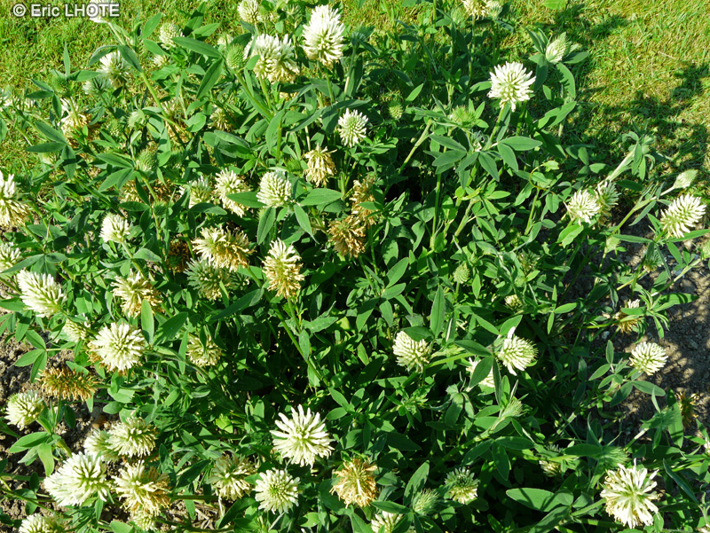Fabaceae - Trifolium pannonicum - Tr&egrave;fle de Hongrie