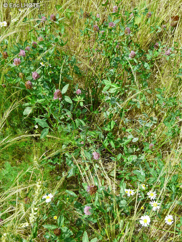  - Trifolium pratense - 