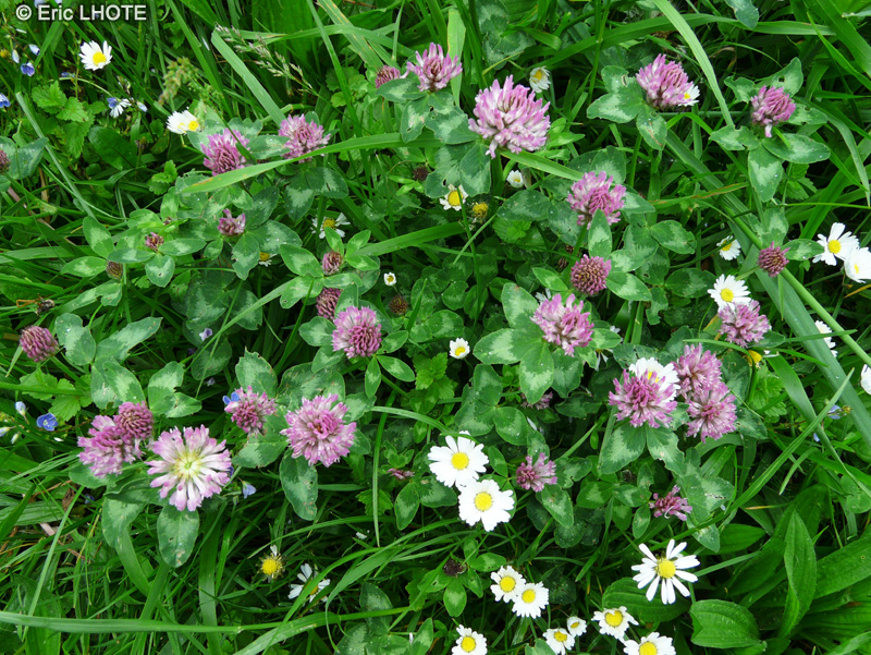  - Trifolium pratense - 