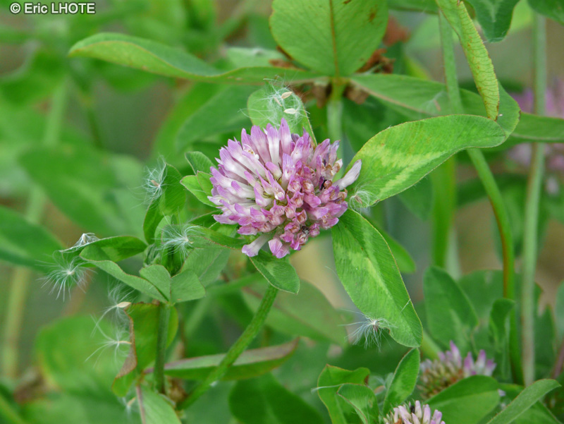 Fabaceae - Trifolium pratense - Trèfle des prés, Trèfle rouge