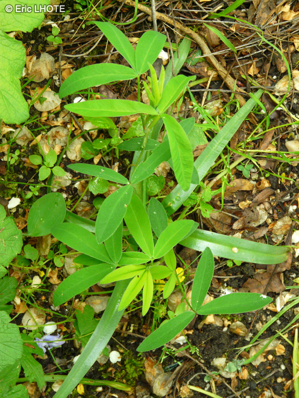  - Trifolium repens - 