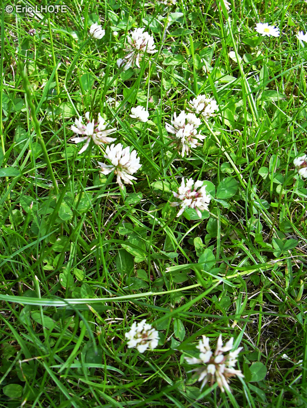 Fabaceae - Trifolium repens - Tr&egrave;fle rampant